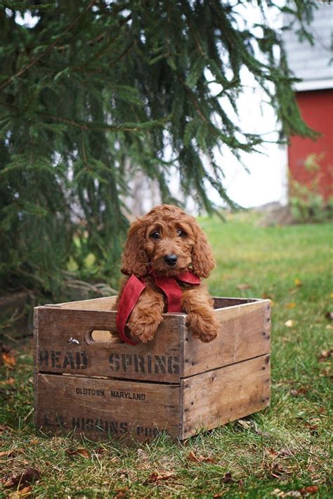 Parti and tuxedo mini goldendoodles more litters coming later this year and early 2019. Penny Girl Irishdoodle, Irish Doodle, puppy | Irish doodle, Doodle puppy, Doodle dog