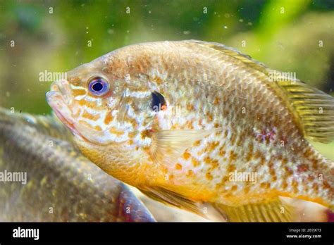 The Pumpkinseed Lepomis Gibbosus Is A North American Freshwater Fish