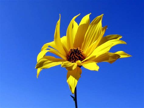 Find and save images from the lovely flowers collection by hanna (hpeonyb) on we heart it, your everyday app to get lost in what you love. Lovely Flowers Wallpapers | HD Wallpapers | ID #5559