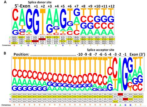 Consensus Sequences And Frequencies Of Human Splice Site Download