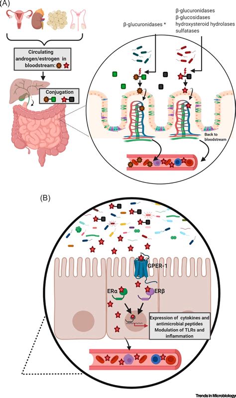 The Interplay Of Sex Steroids The Immune Response And The Intestinal Microbiota Trends In
