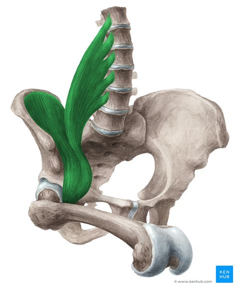 Iliopsoas Muscle Anatomy Function Supply Innervation Kenhub