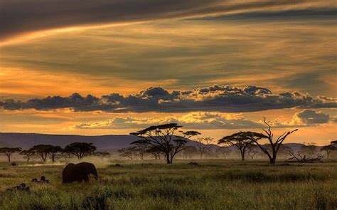 Hd Wallpaper African Safari Animals Trees Sunset Grass Clouds