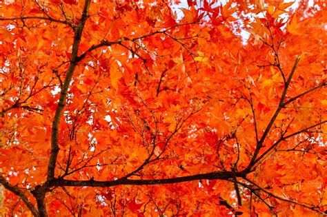 Orange Autumn Leaves High Quality Nature Stock Photos Creative Market