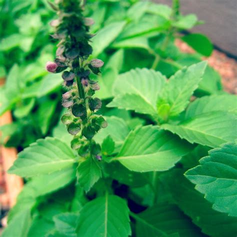 Where To Buy Holy Basil Leaves