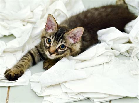 Auf der anderen seite sind. Katze verteilt Katzenstreu in der Wohnung: Was hilft?