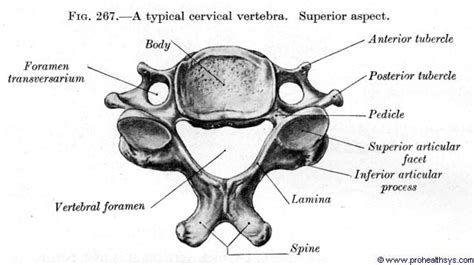 Cervical Vertebra Prohealthsys