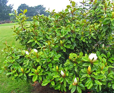 Heres Why You Should Plant A Magnolia Tree In Your Garden Magnolia