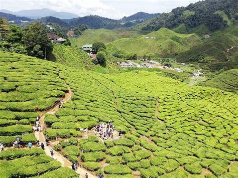 Degan suasana yang damai ditambah dengan kehijauan ladang teh boh cameron highland ia menjadi sebagai tarikan utama para pelancong. Ladang Teh BOH Habu Tempat 'OOTD' Tercantik di Cameron ...