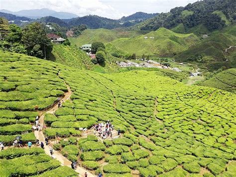 Owned and managed by boh, it complements their estate at ringlet, featuring a large visitor center complete with cafe, gallery and shopping boutique. Ladang Teh BOH Habu Tempat 'OOTD' Tercantik di Cameron ...