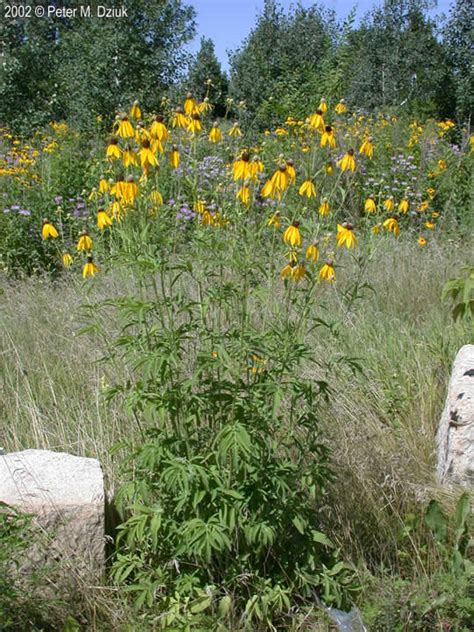 Yellow Coneflower Plant It Wild Native Michigan Plants