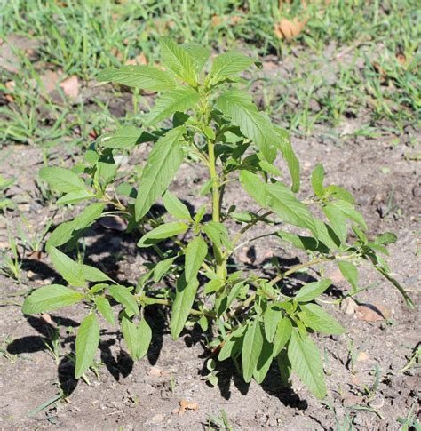 A quick search of common weeds of iowa (enter your state in place of iowa) and you quickly have several picture id listings of plants that are on the fire at will with all that said; Agronomist urges farmers to commit to weed control to ...