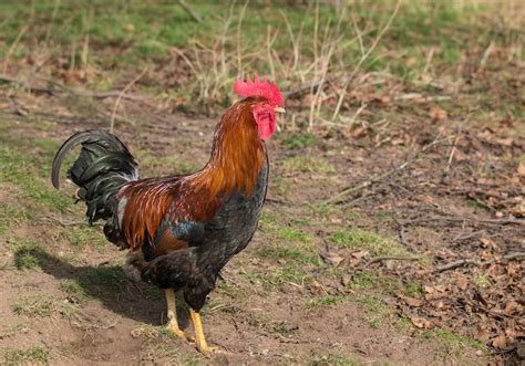 15 Best Rooster Breeds For Your Flock With Pictures Chickens And More