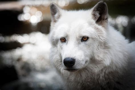Arctic Wolf Canis Lupus Arctos Photorator