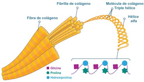 Discovering The Miracle Of Collagen Biosynthesis Its Formation And