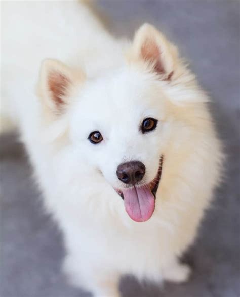 American Eskimo Dog Temperament Puppies Price Breeders Etc