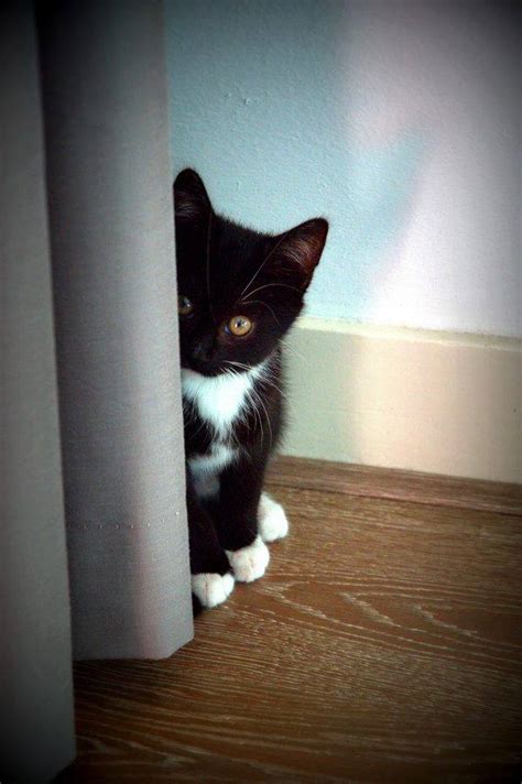 You Have To See These 8 Truly Adorable Kittens Playing Peek A Boo