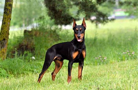 german pinscher powerful family protector