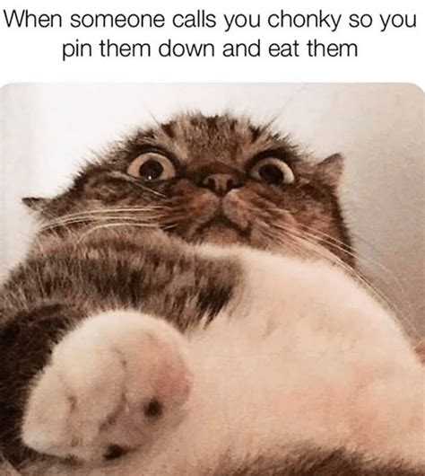 28 Catnip Filled Memes To Satisfy Your Caturday Obsession Stupid Cat Cat Memes Bad Cats