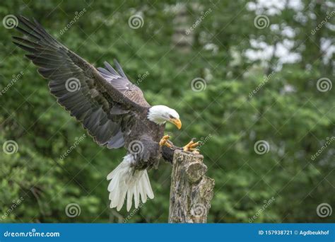 Majestic Bald Eagle American Eagle Adult Haliaeetus Leucocephalus In