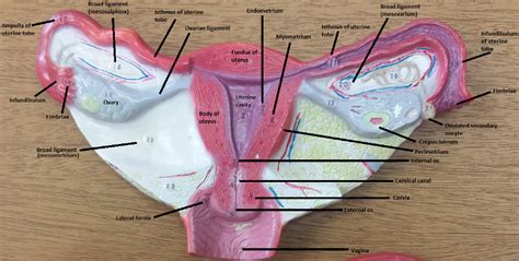 Anatomic Model Of Female Reproductive Organ Uterus Va