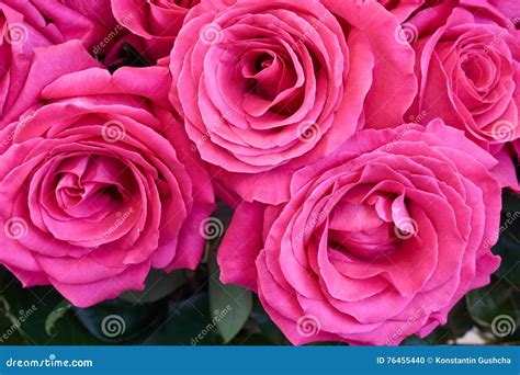 Beautiful Dark Pink Roses Stock Photo Image Of Freshness 76455440