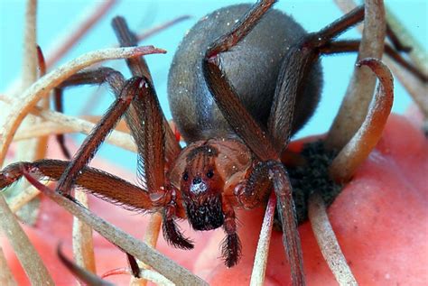 Dangerous Brown Recluse Spiders Found In Michigan Oddly