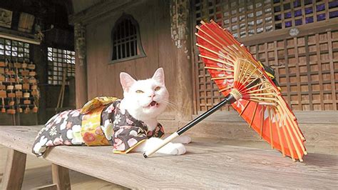 This Japanese Cat Temple Has Cat Monks And Its The Cutest Place On Ea