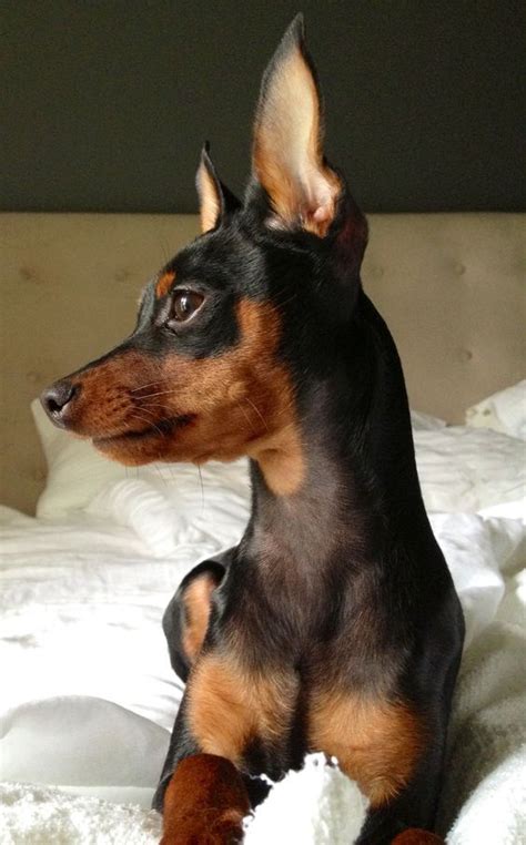 Manchester Terrier ♥ Mini Pinscher Dog Breeds Miniature Pinscher