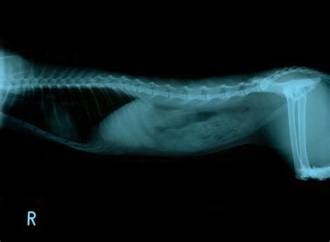 Chest Radiograph Of A Cat Free Stock Photos Rgbstock Free Stock