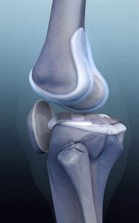 About Cartilage Regeneration About Knee Osteoarthritis Treatments
