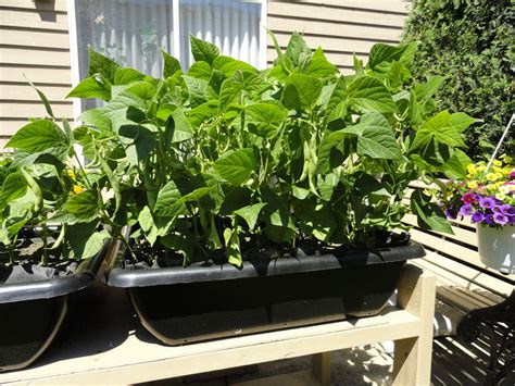 Grow Green Beans At Home Container Garden Club