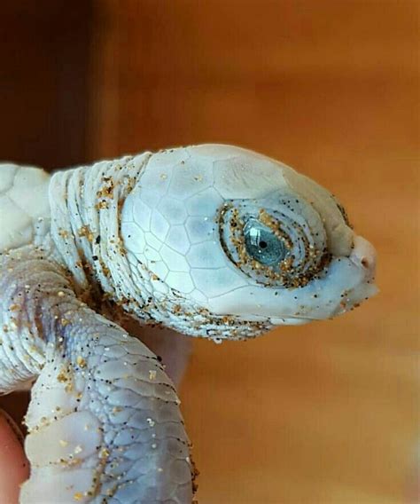 Albino Baby Sea Turtle Albino Animals Albino Sea Turtle Albino