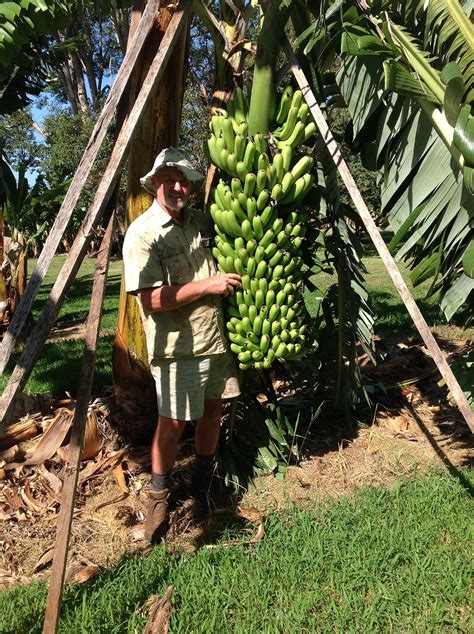 Australia Keep Your Eyes Peeled For Bananas Of The Future