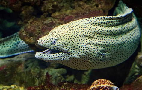 Types Of Eels 8 Of The Best Freshwater And Saltwater Eels