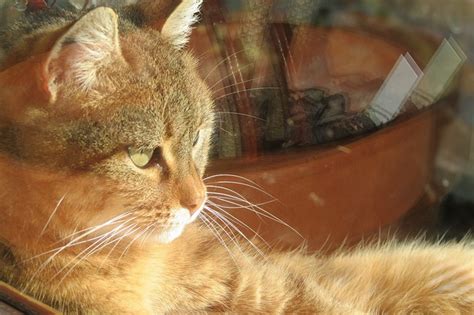 Tumori Mammari Nel Gatto Cause Sintomi E Terapia Petsblog