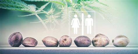 Can You Tell The Sex Of Cannabis Seeds Zamnesia Blog