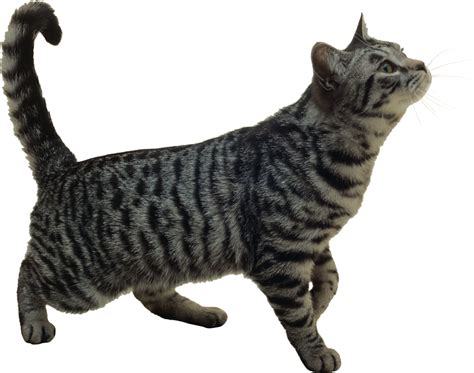 Cat With Gray Stripes Png Transparent Image Download Size 2360x1860px