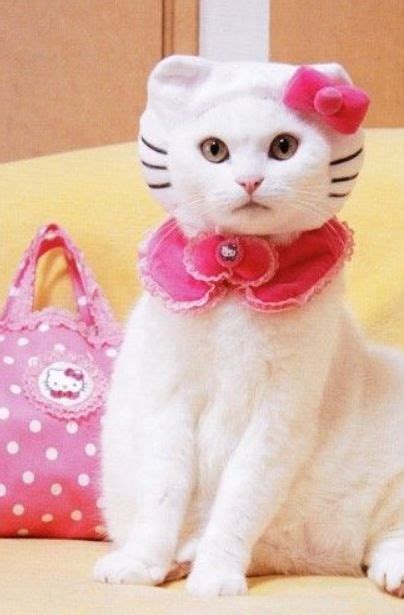 30 Purr Fect Dress Up That Your Cats Will Love Feminine Buzz Pet