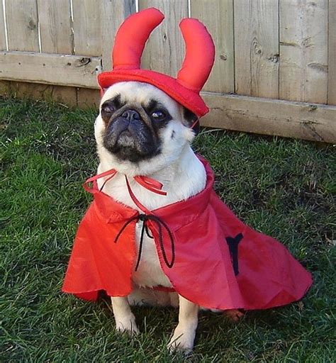 Halloween Pug Devil Costume Pug Holiday Costumes Pinterest