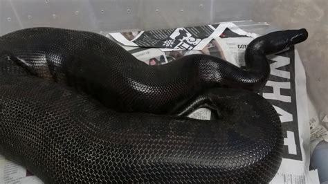 Biggest Black Sumatran Shorttail Python Python Curtus Youtube