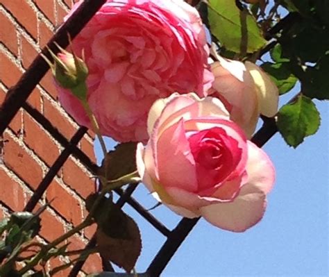 Climbing Eden Rose Eden Rose Rose Flowers