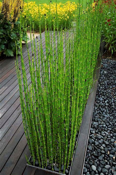 Container garden plants are more versatile in the sense that you can grow them on the deck of a boat, rooftop, windowsills, balcony, courtyards and. Using Architectural Plants in the Garden | The Garden Glove