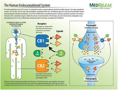 Cbd And The Endocannabinoid System Physicians Lab