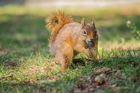 Squirrel Sit On Green Grass Stock Image Image Of Forest Squirrel