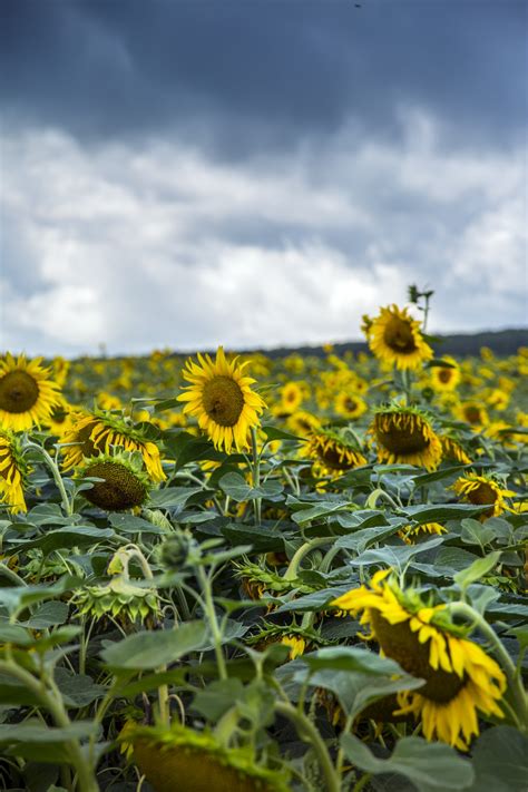 Sunflowers Field Free Stock Photo Public Domain Pictures