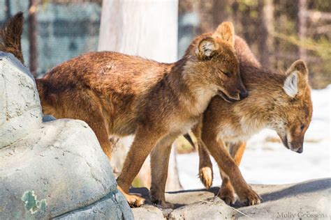 Dhole Asian Wild Dog Pups By Skunktail17 On Deviantart