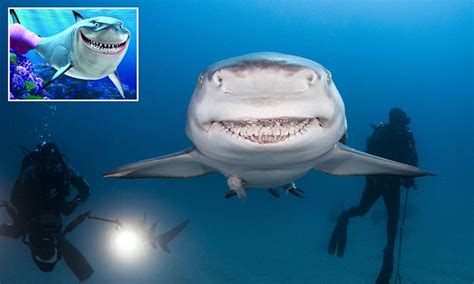 Video Shows Shark Gives Camera A Goofy Smile Like Finding Nemos Bruce