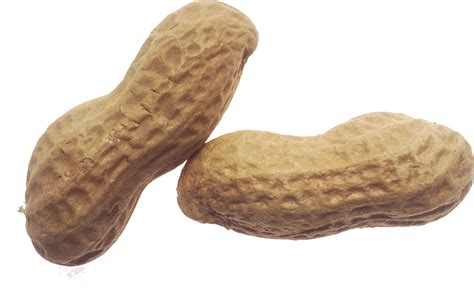 Peanut Png Transparent Image Download Size 1161x753px