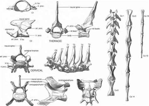 Postcranial Skeleton Age Of Mammals Fossil Hunters